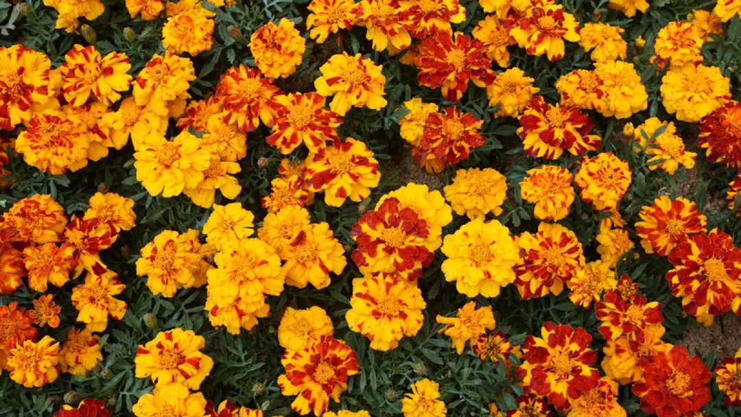 Comienza la plantación de tagetes en los huertos históricos de Elche para la Batalla de las Flores