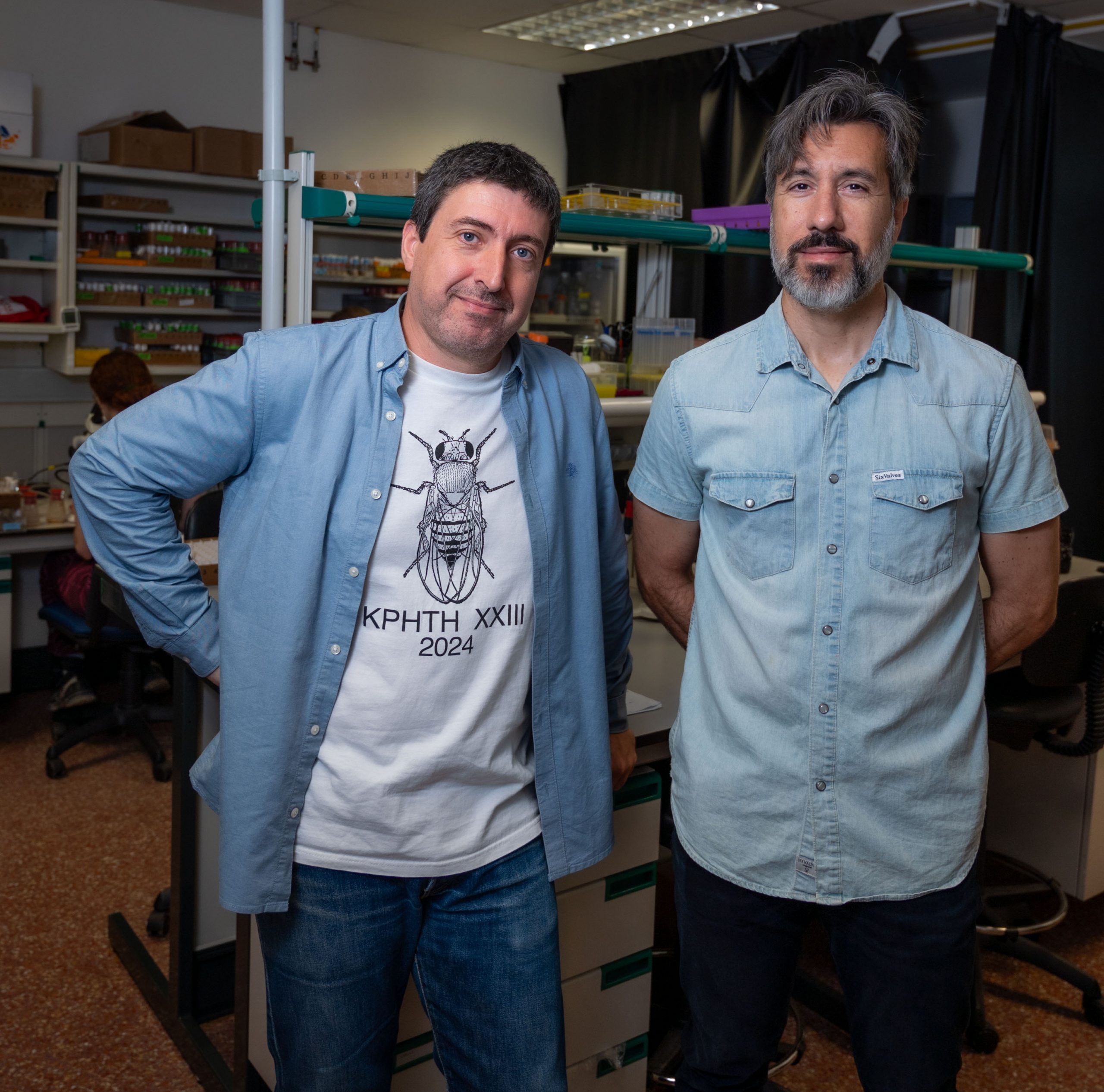 Un estudio de la UMH de Elche desvela cómo se moldea el ala de las moscas que les permite volar