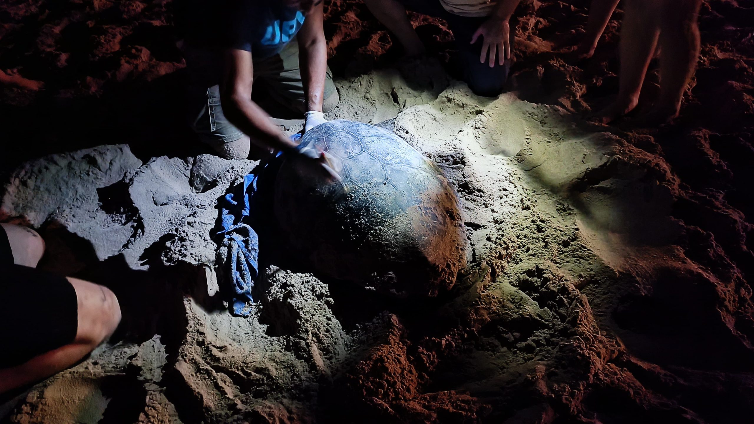 Una tortuga boba pone 79 huevos en la playa de Arenales del Sol en Elche